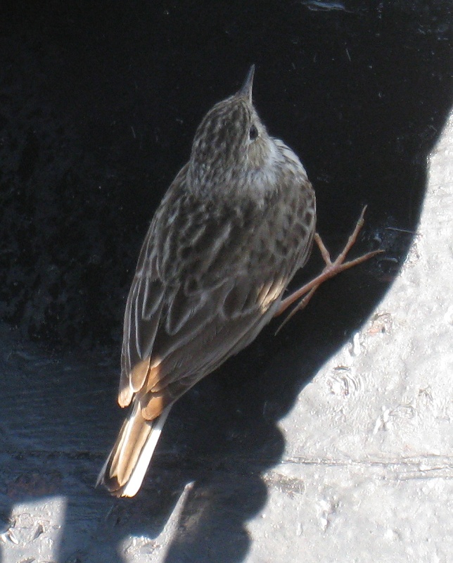 Sprague's Pipit dorsal view Dorsal view of the mystery bird.