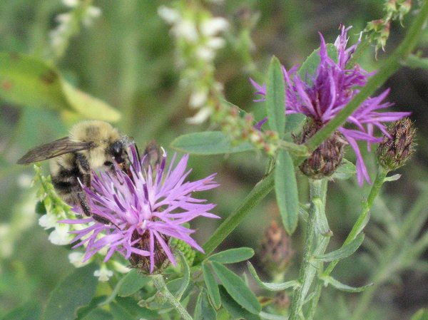 Bumblebee on Spotted Knapweed Spotted Knapweed is highly favored by bumblebees