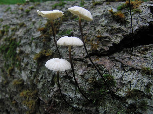Pinwheel Marasmius, <i>Marasmius rotula</i>, grows on logs throughout the east, and revives after rains to greet the naturalist in the morning woods.