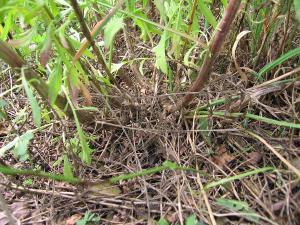 Many stems usually radiate from a single root crown of older Spotted Knapweed plants.  It's important to gather all the stems up to get a good grip on the plant for pulling.