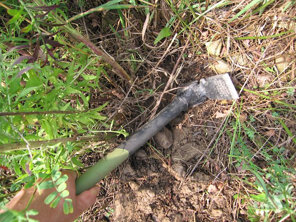 Strike the ground about 5-6" from the base of the plant and loosen the soil, prying up with the tool while pulling straight up on the plant.  Pulling at an angle makes it more likely that you'll break the root.