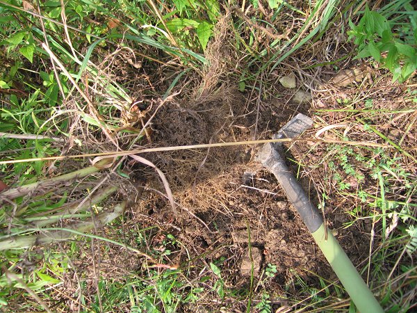 The root system should pull up cleany if you loosen the soil enough and slowly pull upward on the plant.