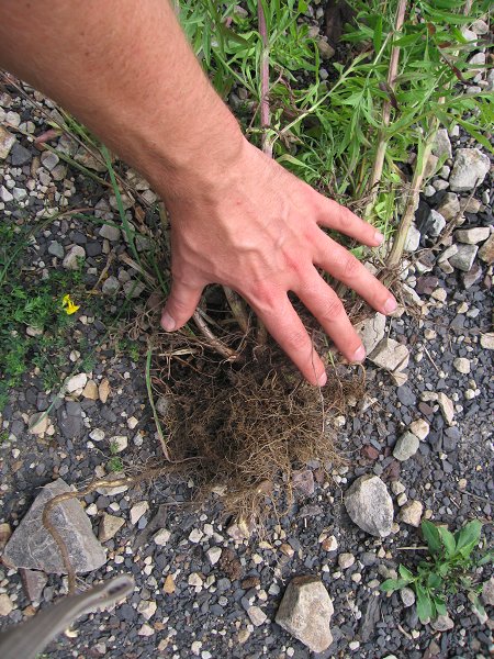 The root crown can be quite broad on robust plants, or much smaller with fewer fibrous roots on stressed plants.