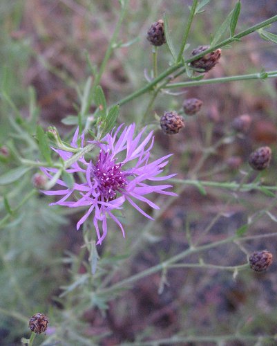 Spotted knapweed blossom The pinkish violet blossom of spotted knapweed.